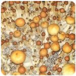 Псилоцибиновые (галлюциногенные) грибы в Липецке Psilocybin "Golden Teacher" Псилоцибиновые (галлюциногенные) грибы в Липецке Psilocybin "Golden Teacher"