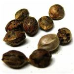 Семена марихуаны АК-47  (Seeds AK-47) в Липецке